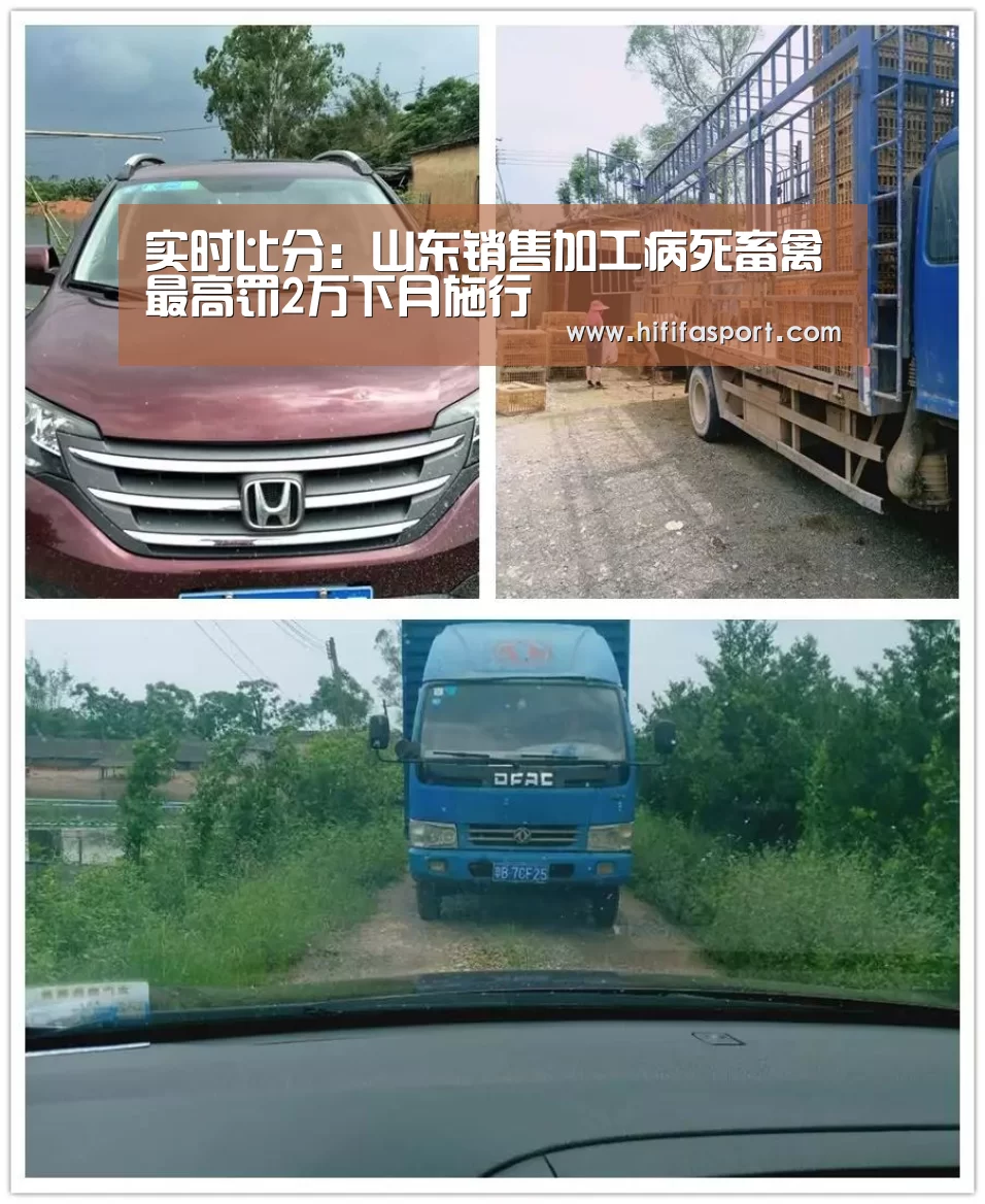 实时比分:山东销售加工病死畜禽最高罚2万下月施行(图1) 实时比分